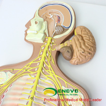 BRAIN18 (12416) Modèle anatomique médical anatomique de système nerveux de parties de cerveau démontables